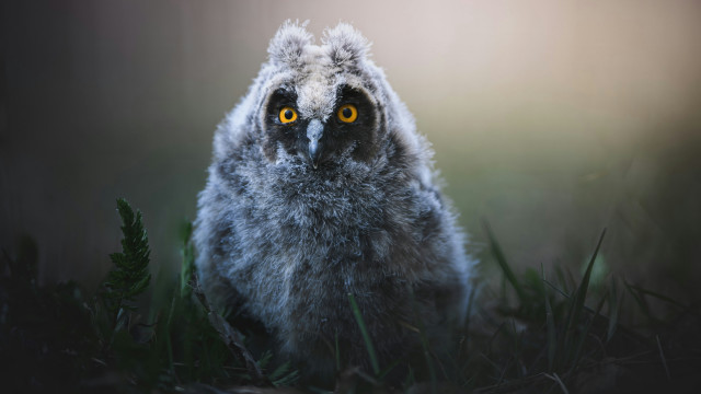 Bird yellow eyes owl grass free wallpaper for desktop - medium preview image