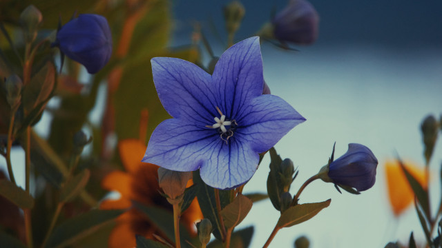 Blue flower green leaves clouds free wallpaper for desktop - medium preview image