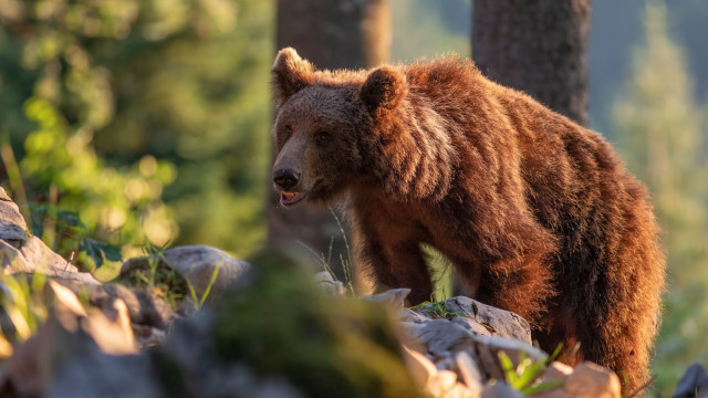 Brown bear forest wildlife photorealistic free wallpaper for desktop - medium preview image