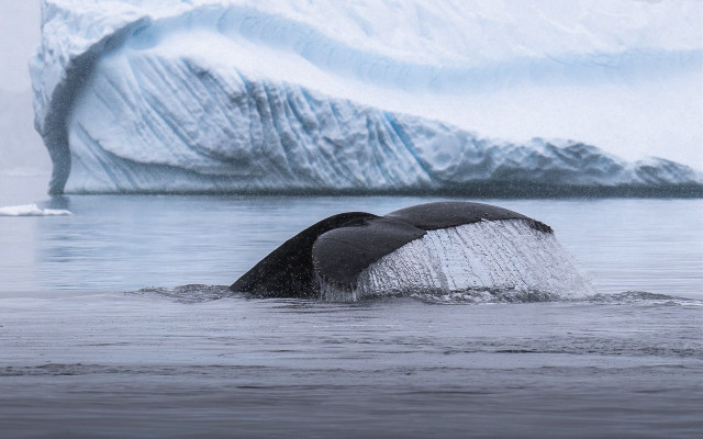 Whale iceberg ocean ecological art free wallpaper for desktop - medium preview image