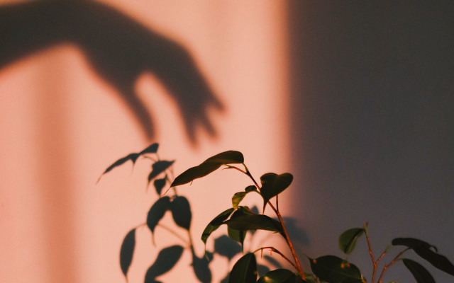 Plant shadow hand wall blur free wallpaper for desktop - medium preview image
