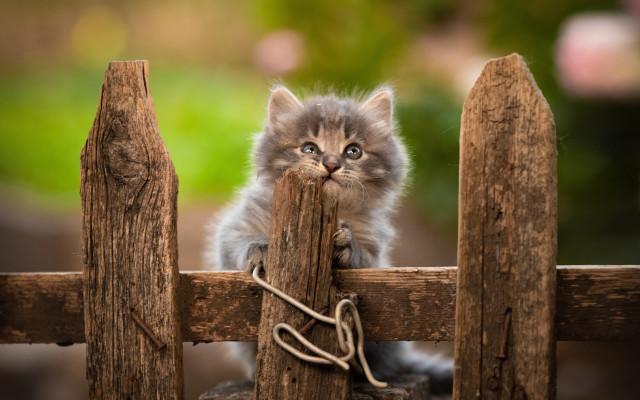 Kitten fence wood rope animal free wallpaper for desktop - medium preview image