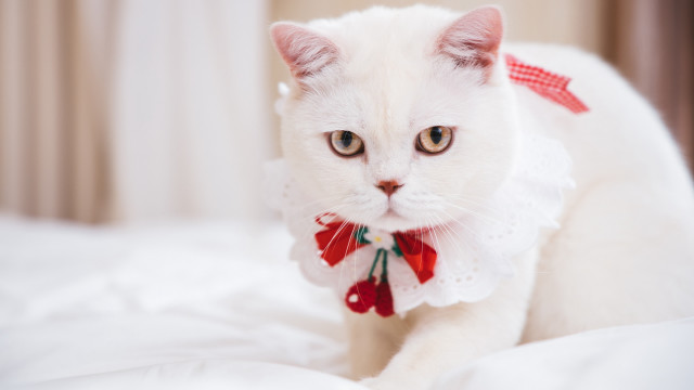 White cat red bow shiba free wallpaper for desktop - medium preview image