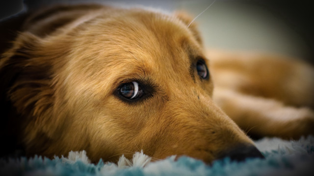 Dog blue rug sad eyes free wallpaper for desktop - medium preview image