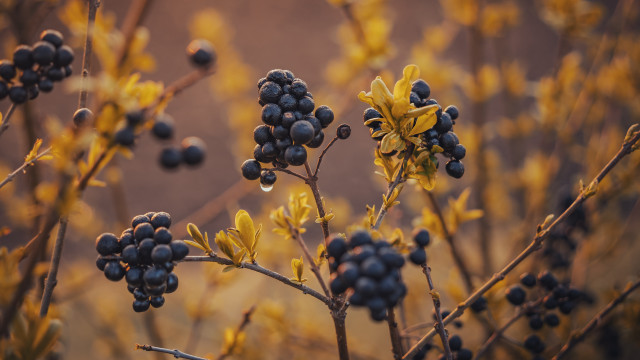 Plant berries yellow leaves macro free wallpaper for desktop - medium preview image