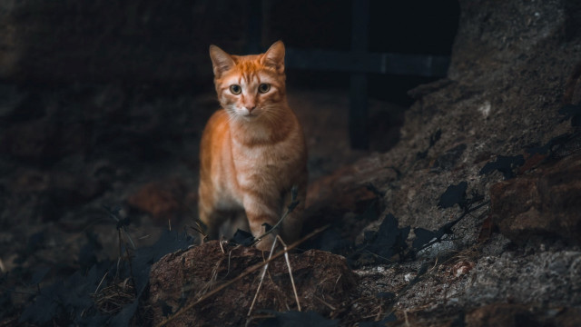 Cat rock dark serious carlos free wallpaper for desktop - medium preview image