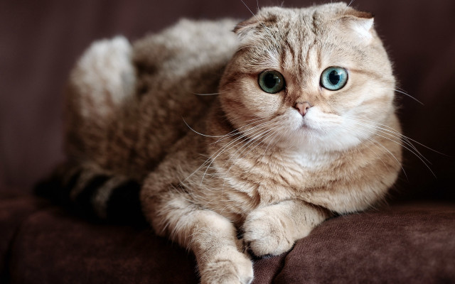 Blue eyed cat on couch free wallpaper for desktop - medium preview image
