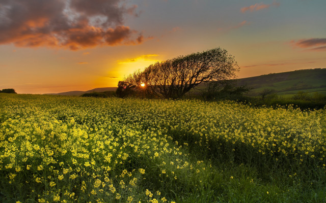 Yellow flower field sunset tree free wallpaper for desktop - medium preview image