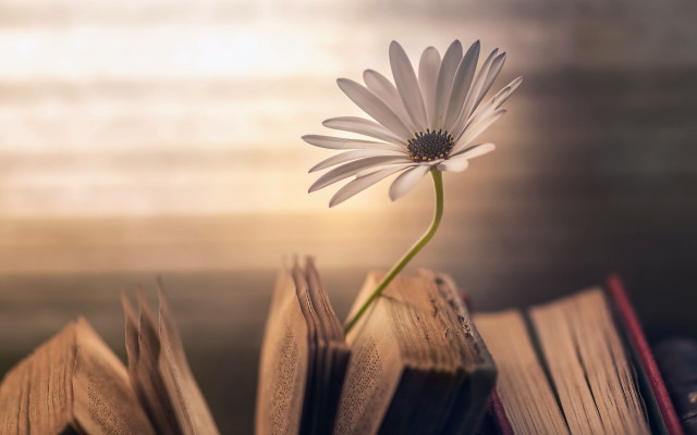 Flower book daisy macro blurry free wallpaper for desktop - medium preview image