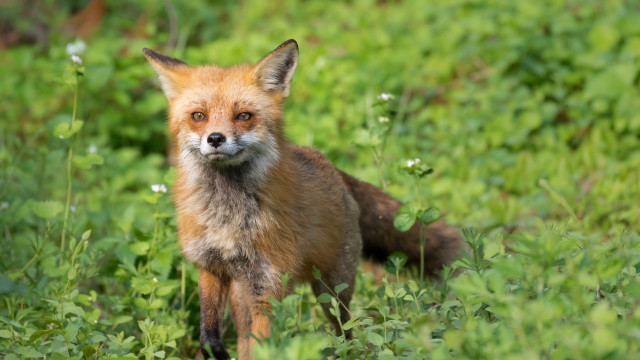 Red fox green grass blurry free wallpaper for desktop - medium preview image