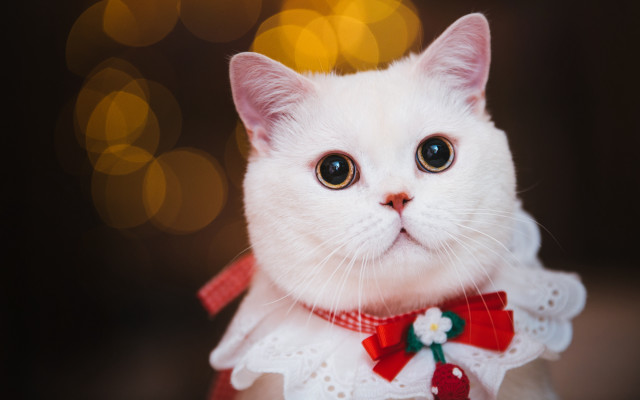 White cat red bow dress free wallpaper for desktop - medium preview image