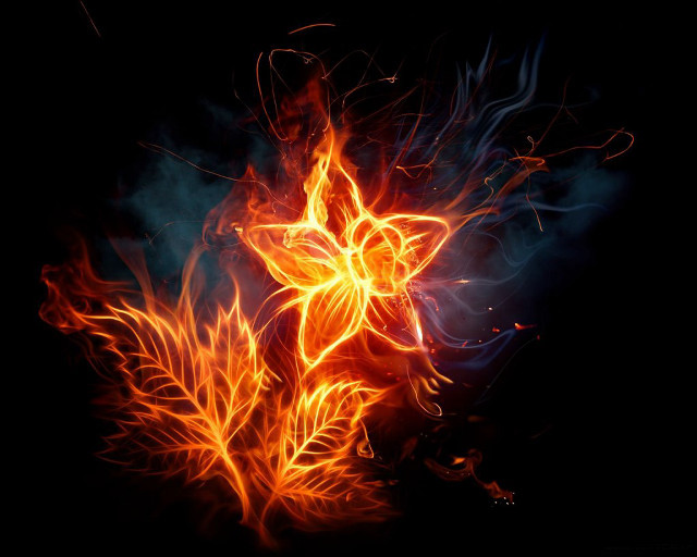 Fire flower bright orange flames free wallpaper for desktop - medium preview image