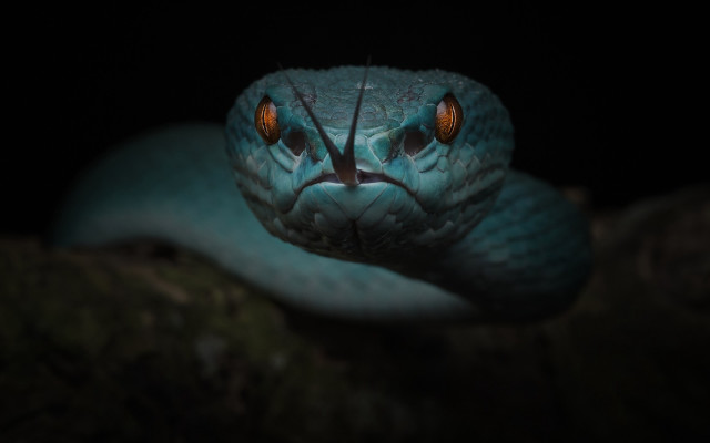 Blue snake orange eye black free wallpaper for desktop - medium preview image