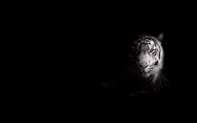 White tiger dark serious eye free wallpaper for desktop - medium preview image