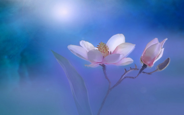 Two white flowers blue sky #2 free wallpaper for desktop - medium preview image