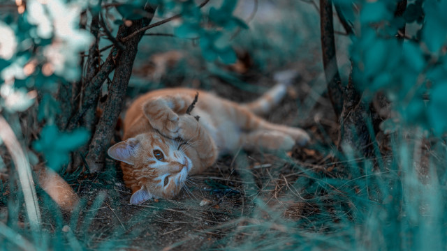 Cat grass trees head camera free wallpaper for desktop - medium preview image