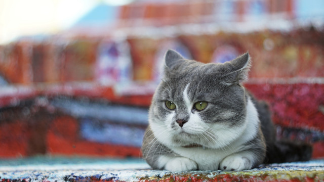 Cat rug fernando botero blurry free wallpaper for desktop - medium preview image