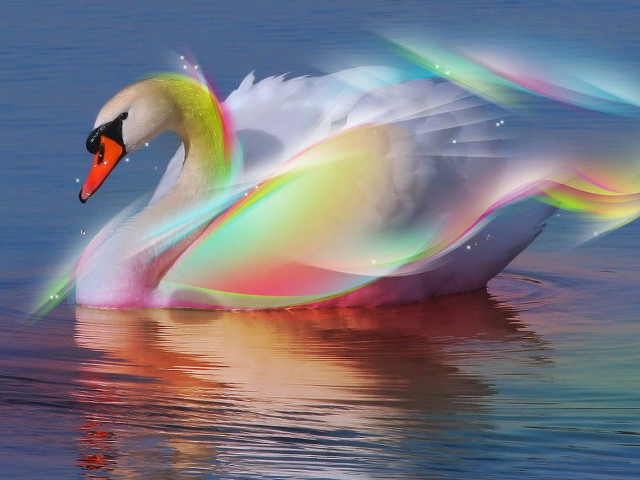 Swan floating water wings spread free wallpaper for desktop - medium preview image