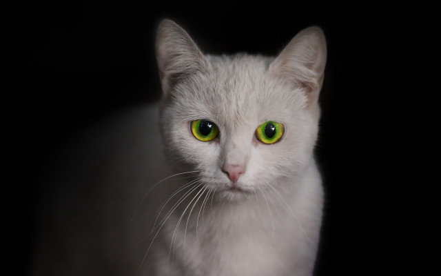White cat green eyes black free wallpaper for desktop - medium preview image