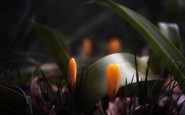 Flower closeup green leaves blurry free wallpaper for desktop - medium preview image