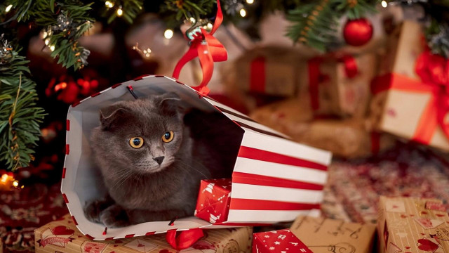 Christmas cat bag presents tree free wallpaper for desktop - medium preview image