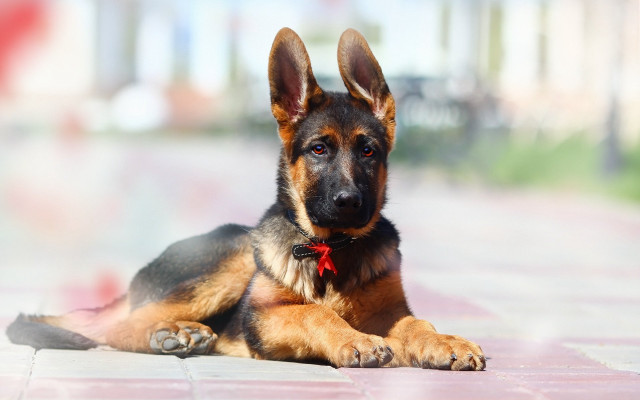 Dog bowtie shiba inu constructivism free wallpaper for desktop - medium preview image