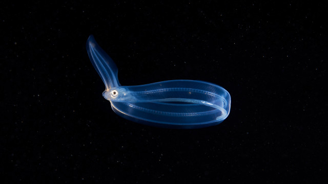 Blue squid bioluminescence rayonism starry free wallpaper for desktop - medium preview image