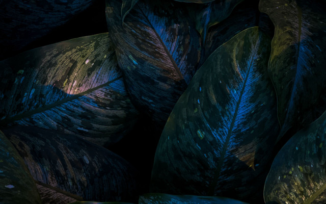 Green leaves blue yellow pattern free wallpaper for desktop - medium preview image