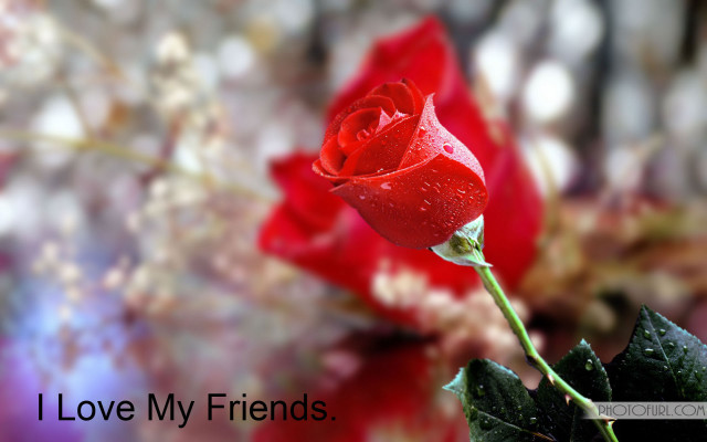 Red rose water droplets quote free wallpaper for desktop - medium preview image