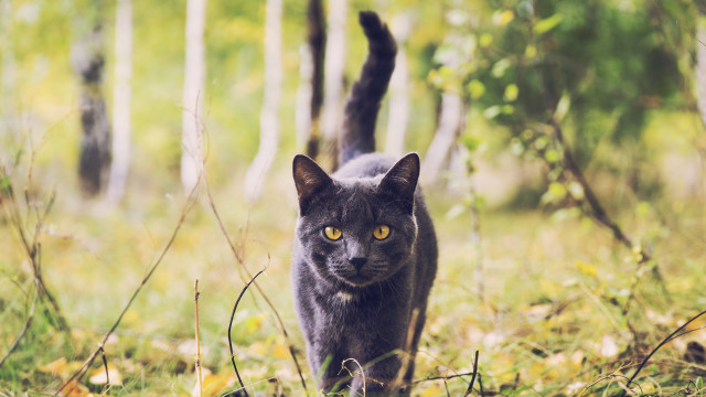 Black cat forest yellow eyes free wallpaper for desktop - medium preview image