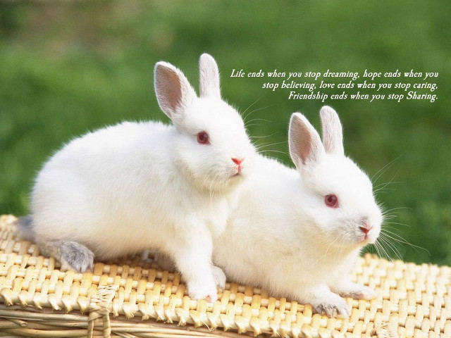 Two white rabbits wicker mat free wallpaper for desktop - medium preview image