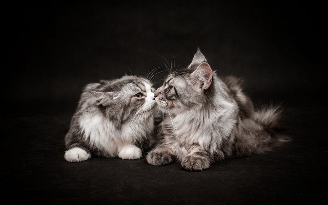 Cat kissing animal photography black free wallpaper for desktop - medium preview image