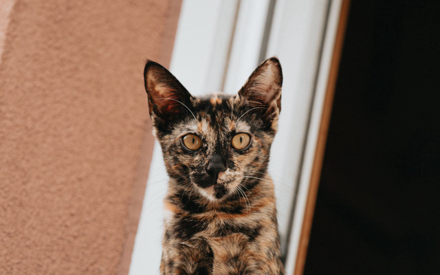 Cat surprised window sill eyes free wallpaper for desktop - medium preview image