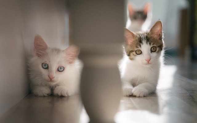 Kittens mirror reflection blurry photo free wallpaper for desktop - medium preview image