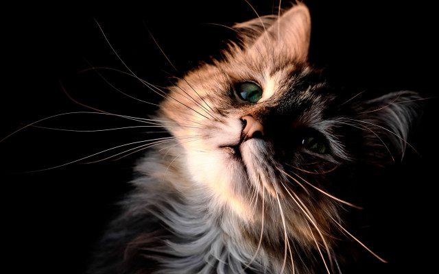 Cat green eyes tilted look free wallpaper for desktop - medium preview image