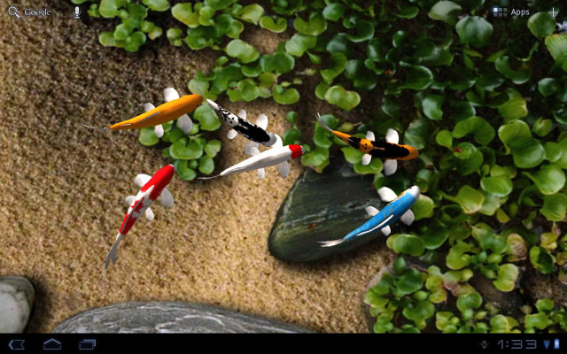 Fish swimming pond plants rocks free wallpaper for desktop - medium preview image