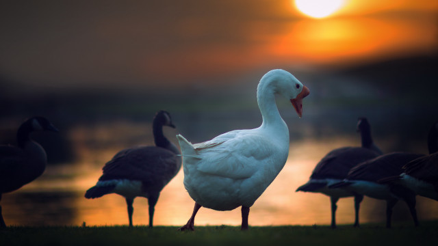 Ducks grass lake sunset bokeh free wallpaper for desktop - medium preview image