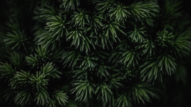 Pine tree close up green free wallpaper for desktop - medium preview image