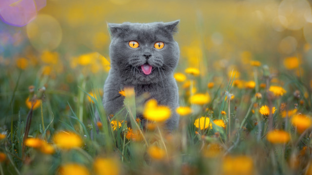 Cat flower field autumn blurry free wallpaper for desktop - medium preview image