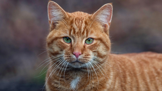 Cat green eyes closeup portrait #2 free wallpaper for desktop - medium preview image