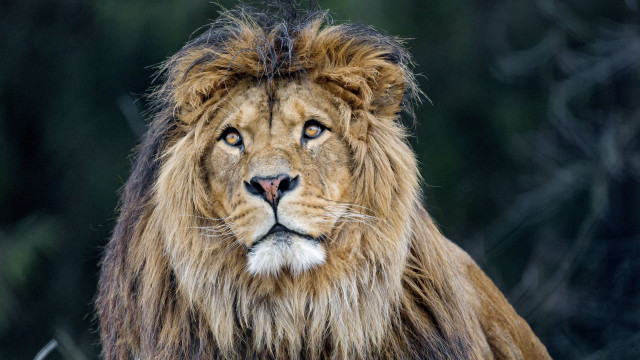 Lion mane sad look wildlife free wallpaper for desktop - medium preview image