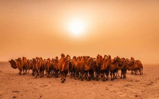 Desert camels sunset jigsaw explosion free wallpaper for desktop - medium preview image