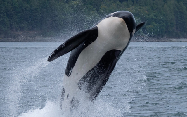 Orca jumping water black white free wallpaper for desktop - medium preview image