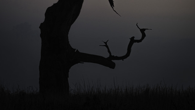Bird perched moon night silhouette free wallpaper for desktop - medium preview image