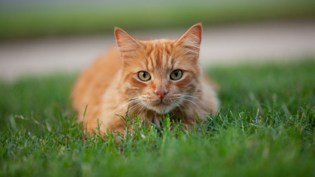 Sad cat in grass outdoor free wallpaper for desktop - medium preview image