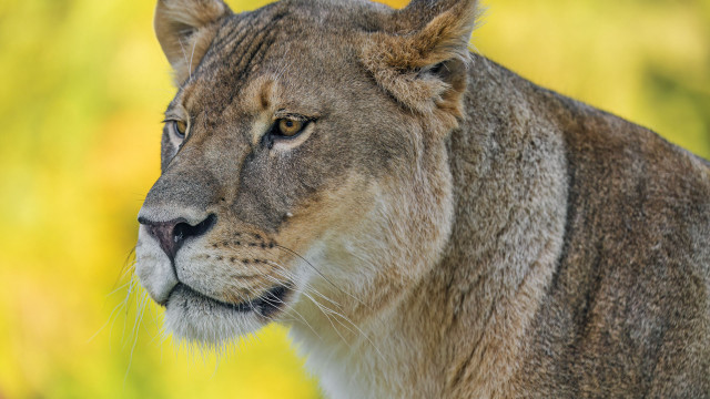 Lion closeup distant gaze blurry free wallpaper for desktop - medium preview image