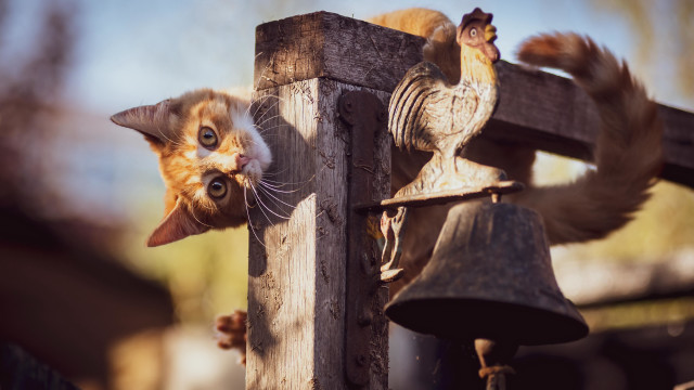 Cat climbing wooden post bell free wallpaper for desktop - medium preview image
