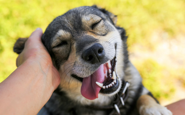 Dog cheerful tongue out yellow free wallpaper for desktop - medium preview image