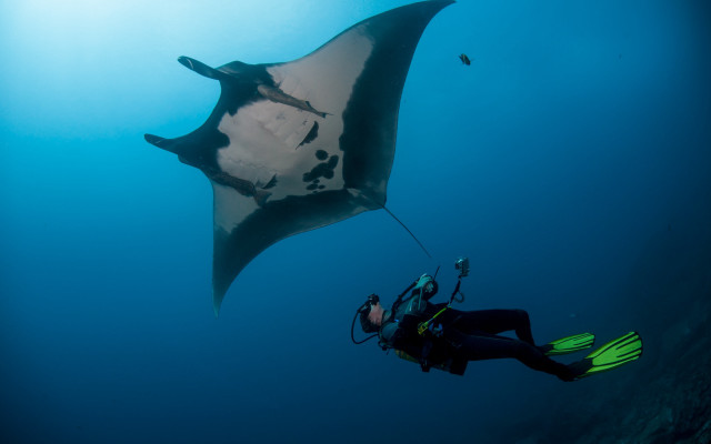 Manta ray scuba diver rayonism free wallpaper for desktop - medium preview image