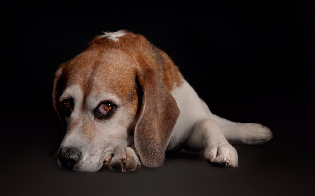 Dog laying down black background free wallpaper for desktop - medium preview image
